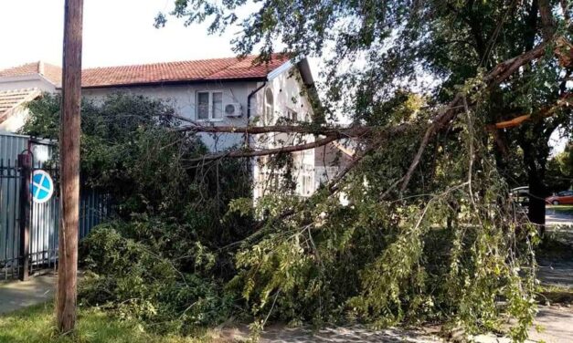 Uklanjanje polomljenih grana od jučerašnjeg nevremena(FOTO)