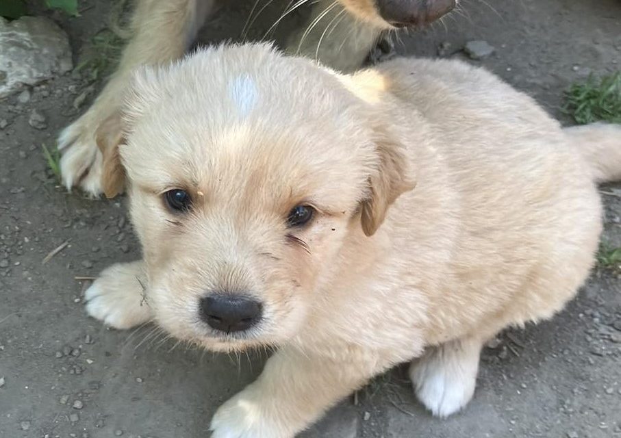 Ne kupuj, udomi i spasi jedan život-Udomi malu Jasminu